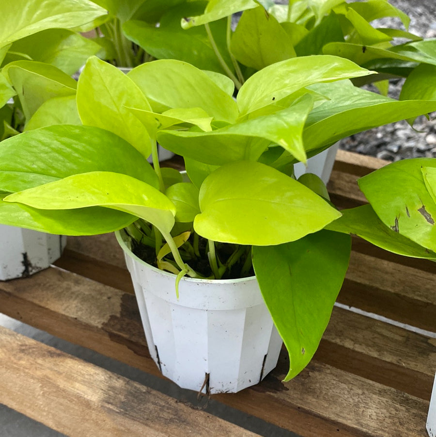 Neon Pothos 4"