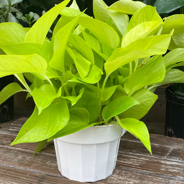 Neon Pothos 6"