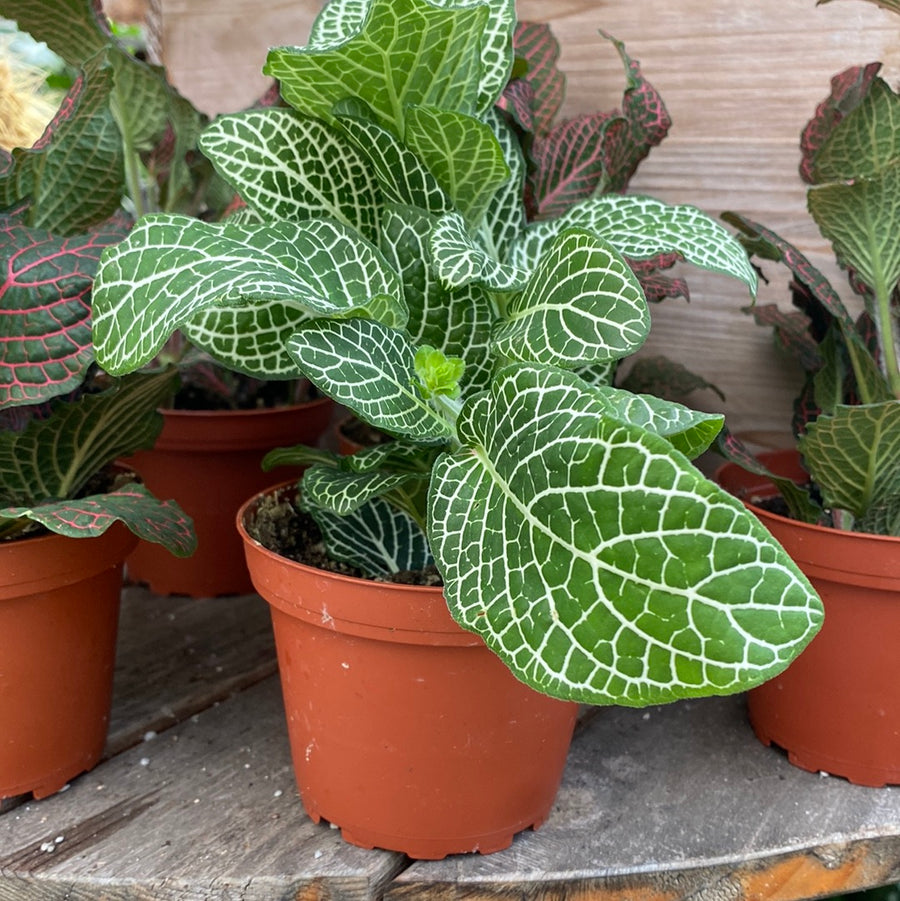 Fittonia - Nerve Plant 4"