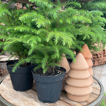 Norfolk Pine 4"