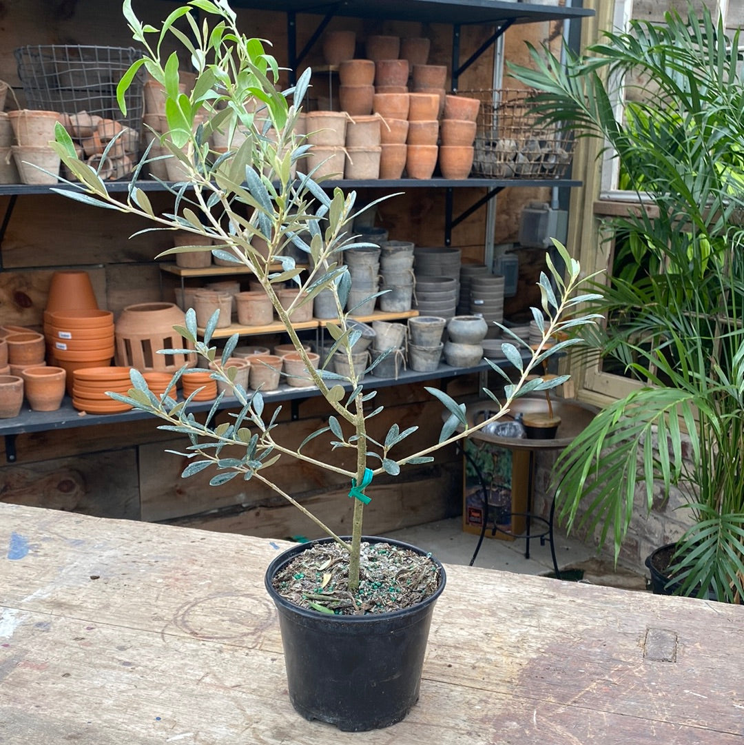 Olive Bush 6&quot;