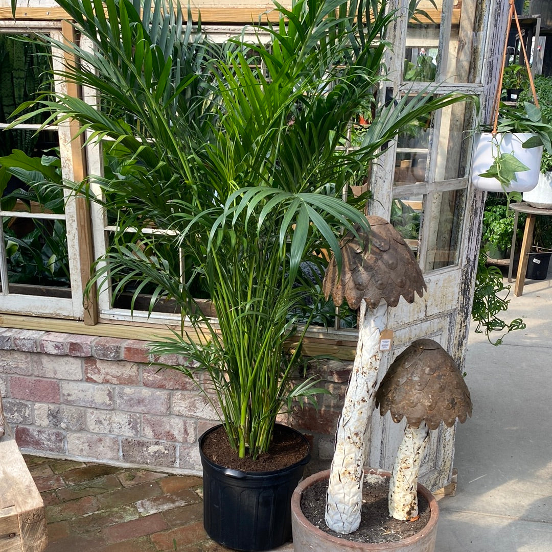 Palm Cat 14&quot;