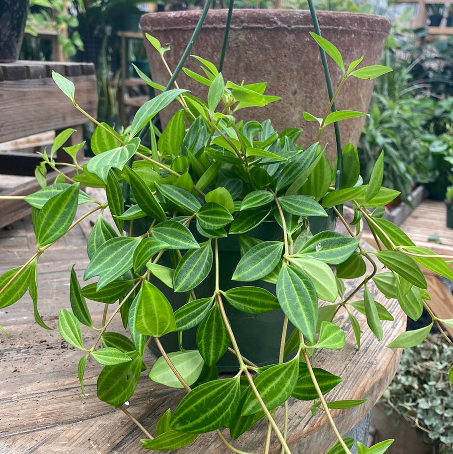 Peperomia Funky Frog Hanging Basket 6"