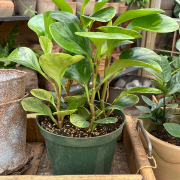 Peperomia Obtusifolia 6"