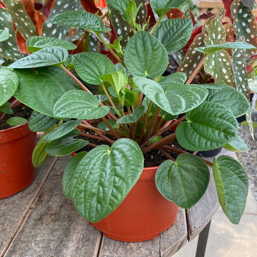 Peperomia Rana Verde 6"