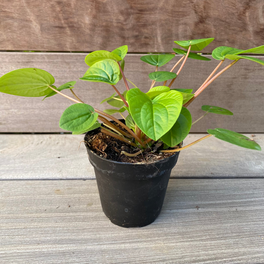 Peperomia Rana Verde 4"