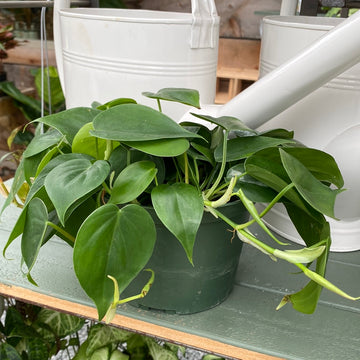 Philodendron Cordatum 6"