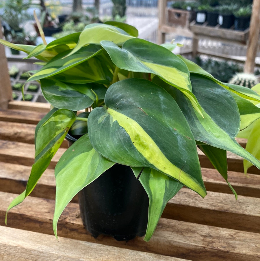 Philodendron Cordatum Brasil 4"