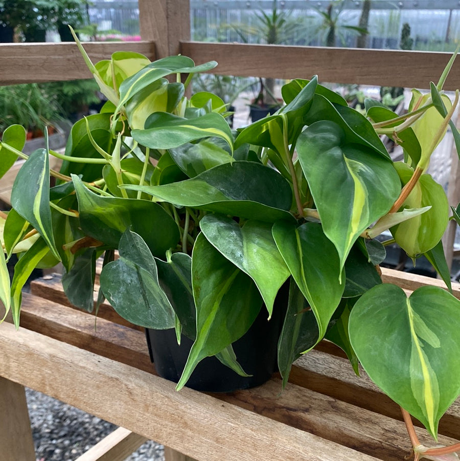 Philodendron Cordatum Brasil 6"