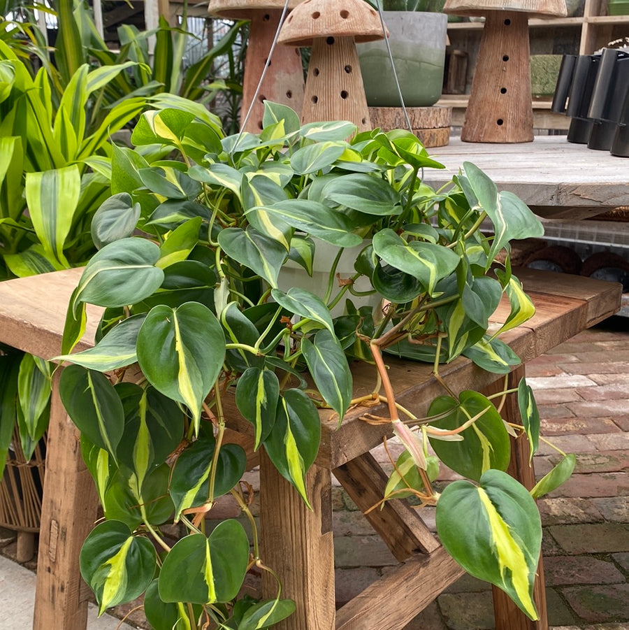 Philodendron Cordatum Brasil Hanging Basket 6"