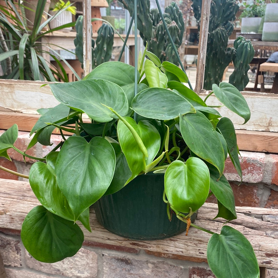 Philodendron Cordatum Hanging Basket