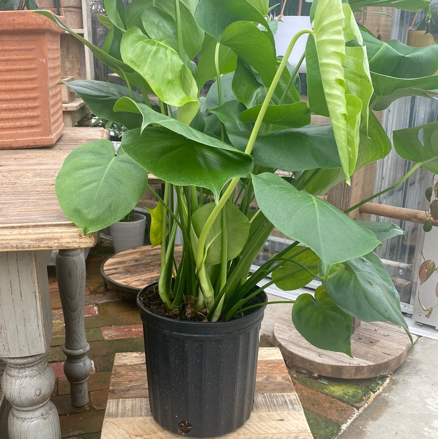 Monstera Deliciosa 8"