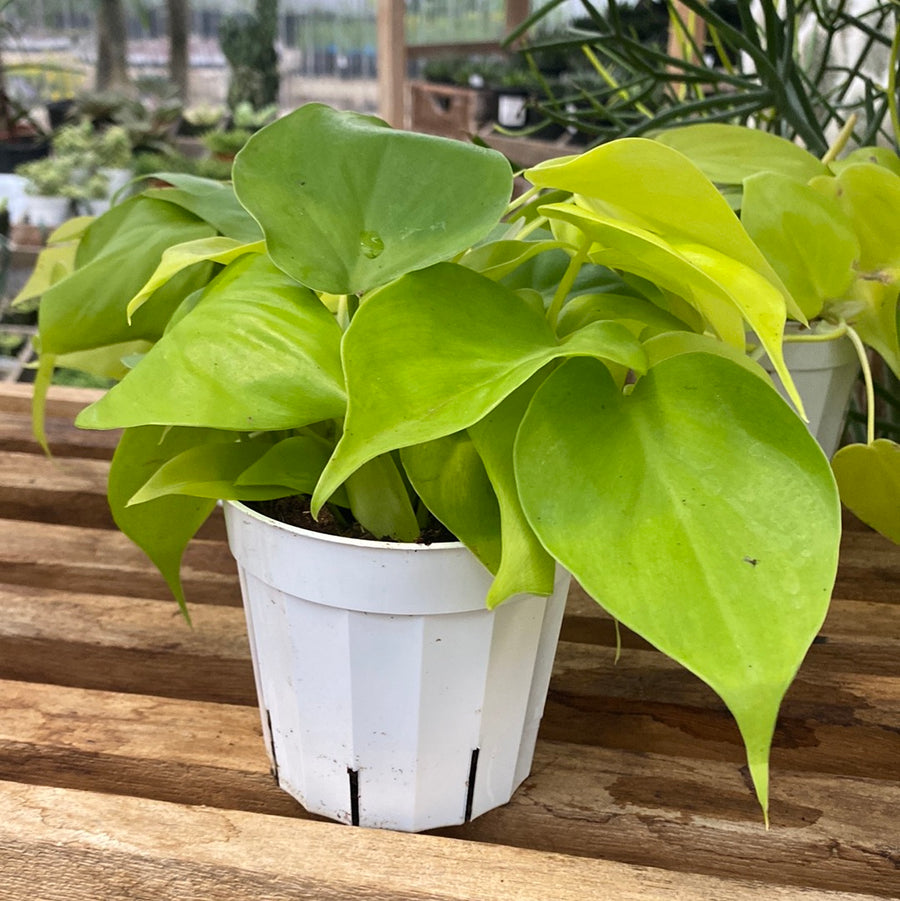 Philodendron Neon Cordatum 4"