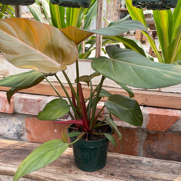 Philodendron Summer Glory 4"