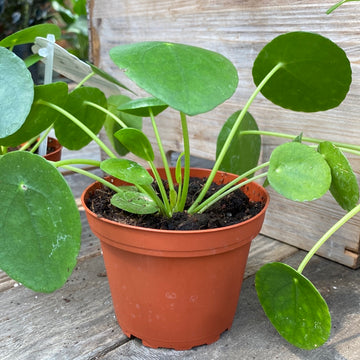 Pilea Peperomoides 4"