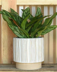 Ramos Vertical Stripe Stoneware Cachepot