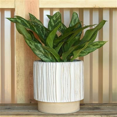 Ramos Vertical Stripe Stoneware Cachepot