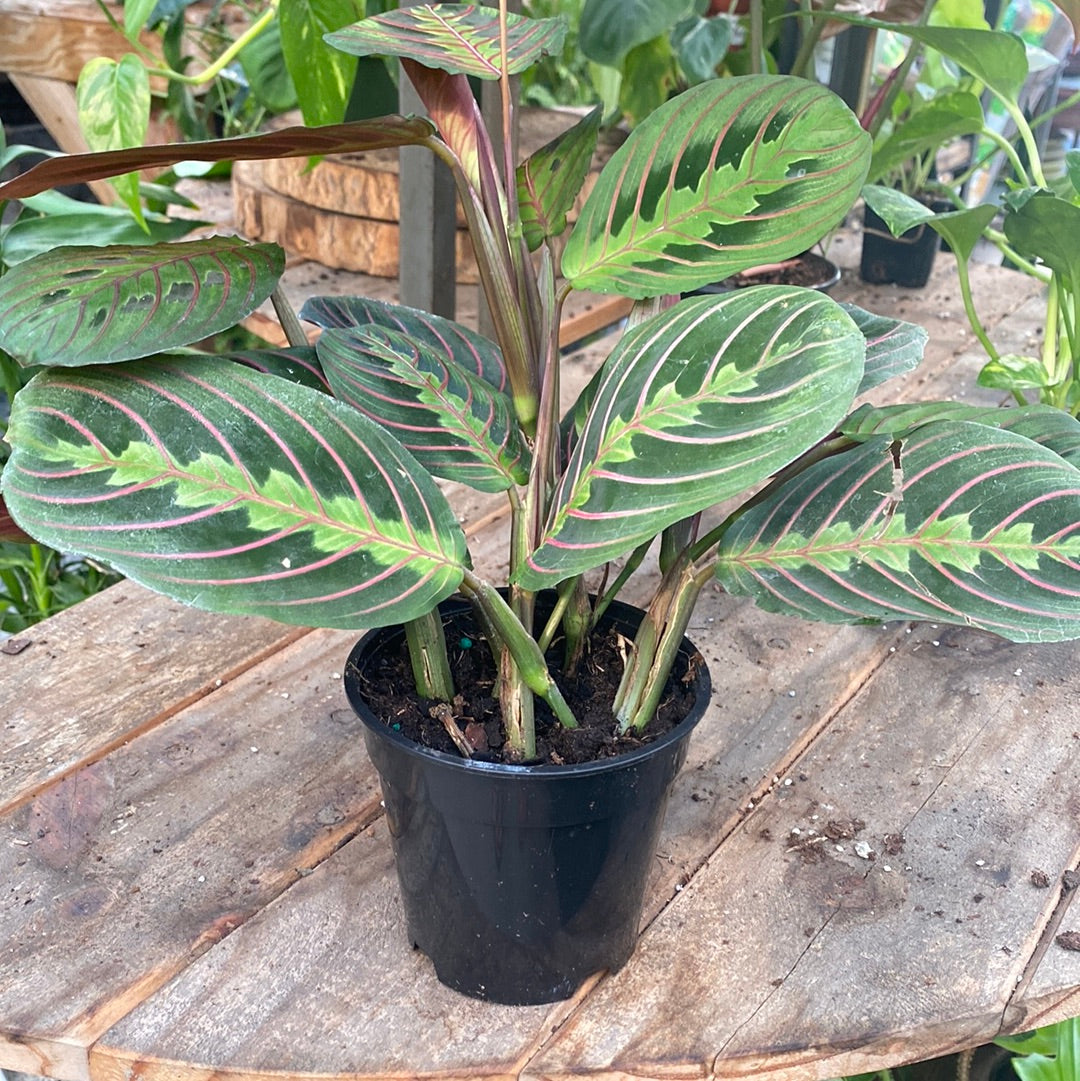 Maranta Prayer Plant Red 4&quot;