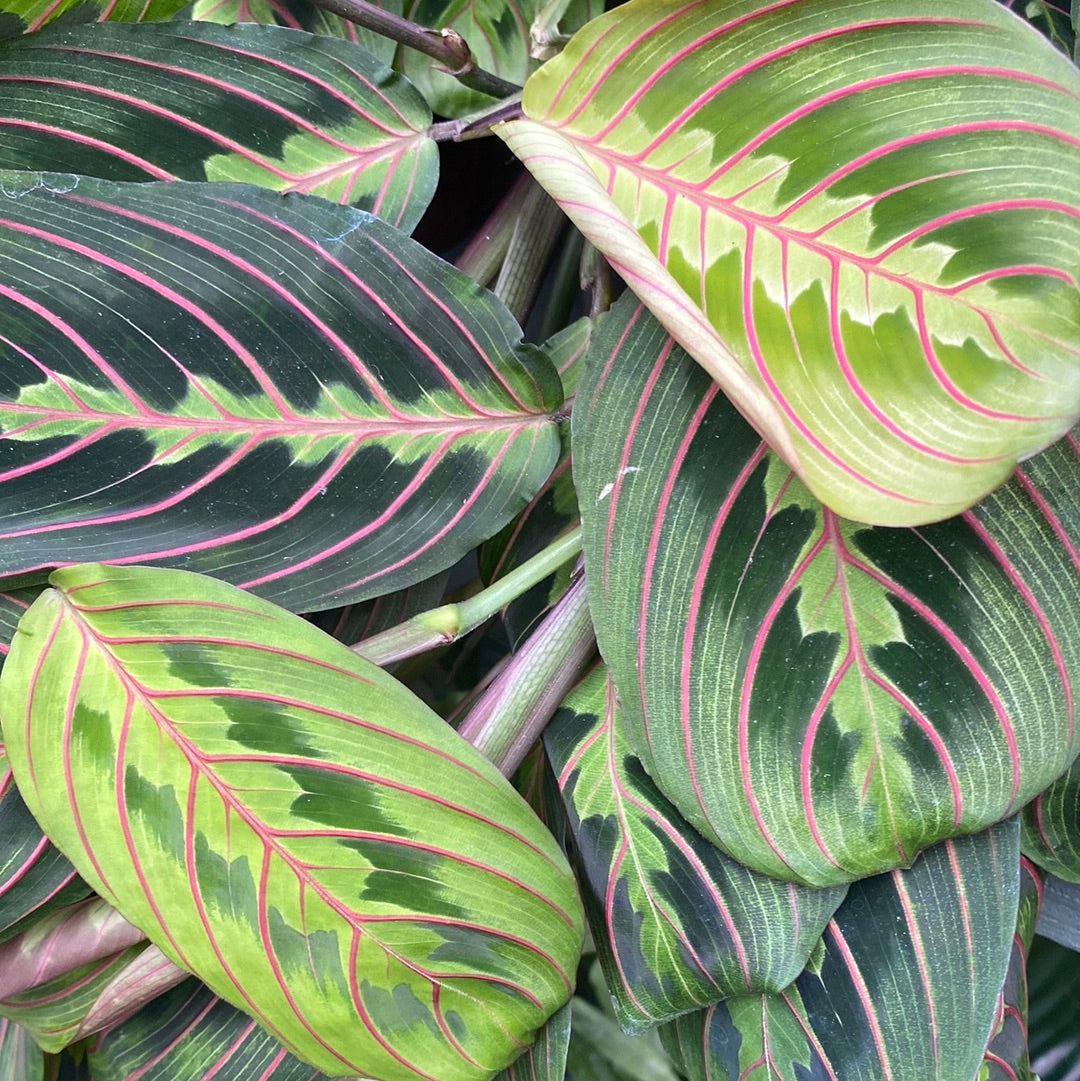 Maranta Prayer Plant Red 6&quot;