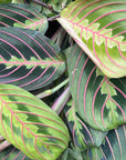 Maranta Prayer Plant Red 6"