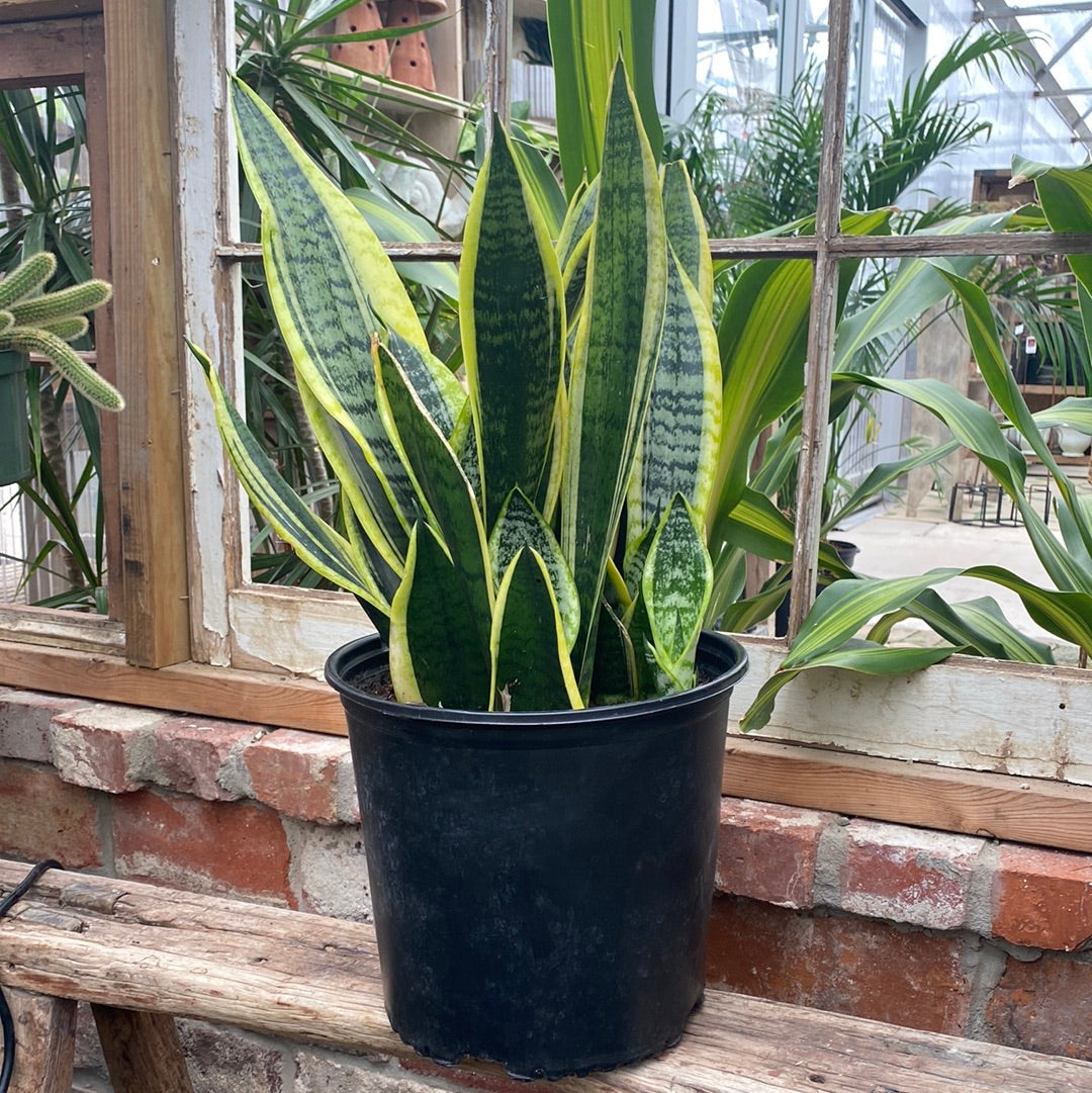 Sansevieria La Rubia 10&quot;