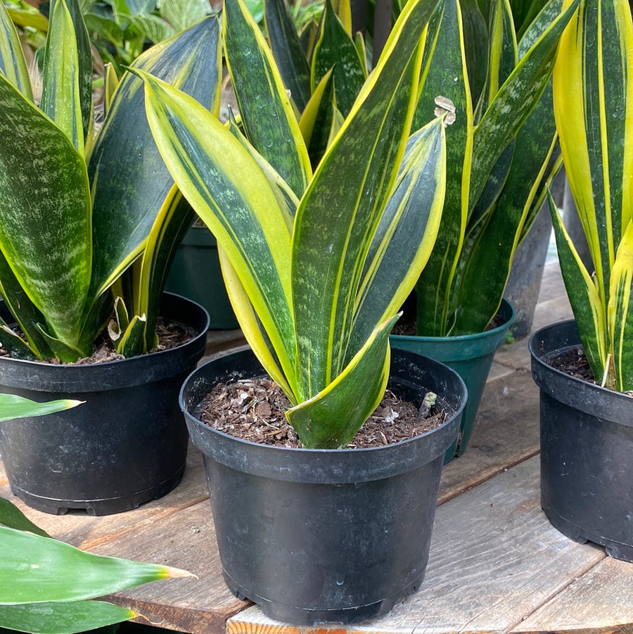 Sansevieria La Rubia 6"