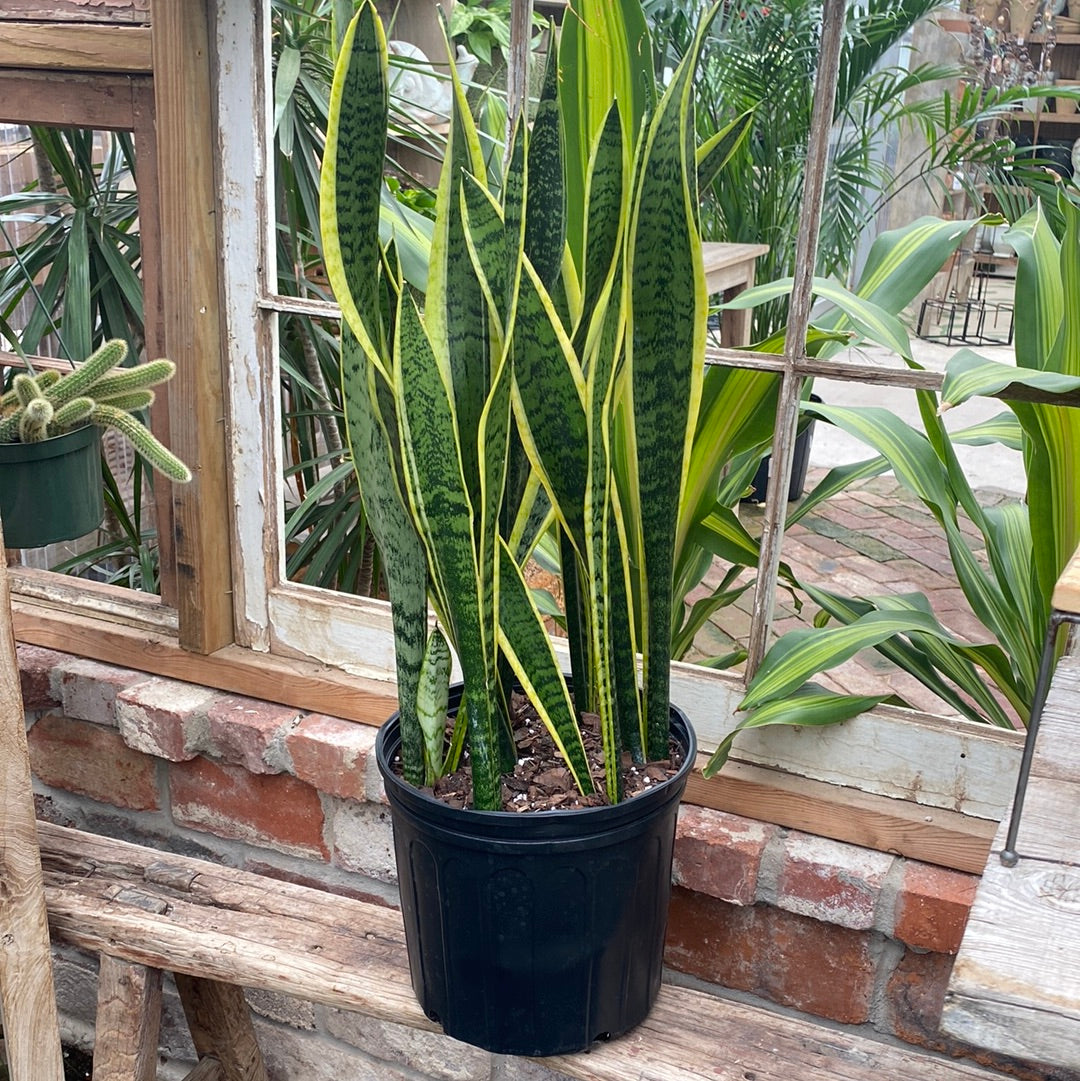 Sansevieria Laurentii 10&quot;