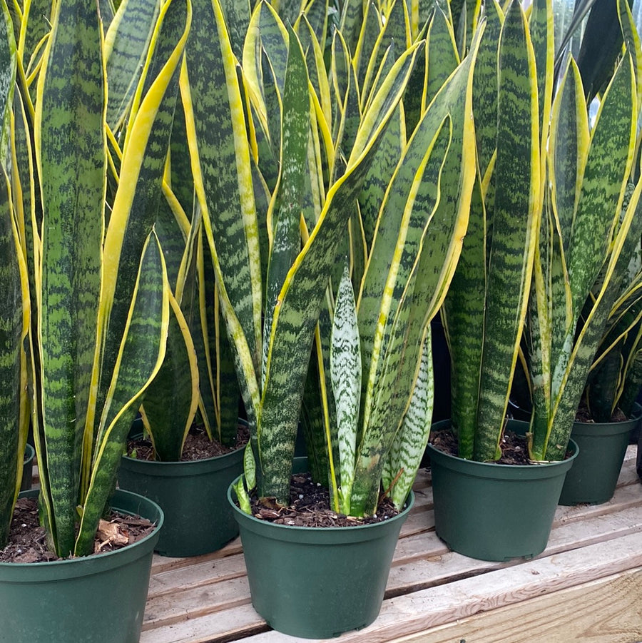 Sansevieria Laurentii 6"