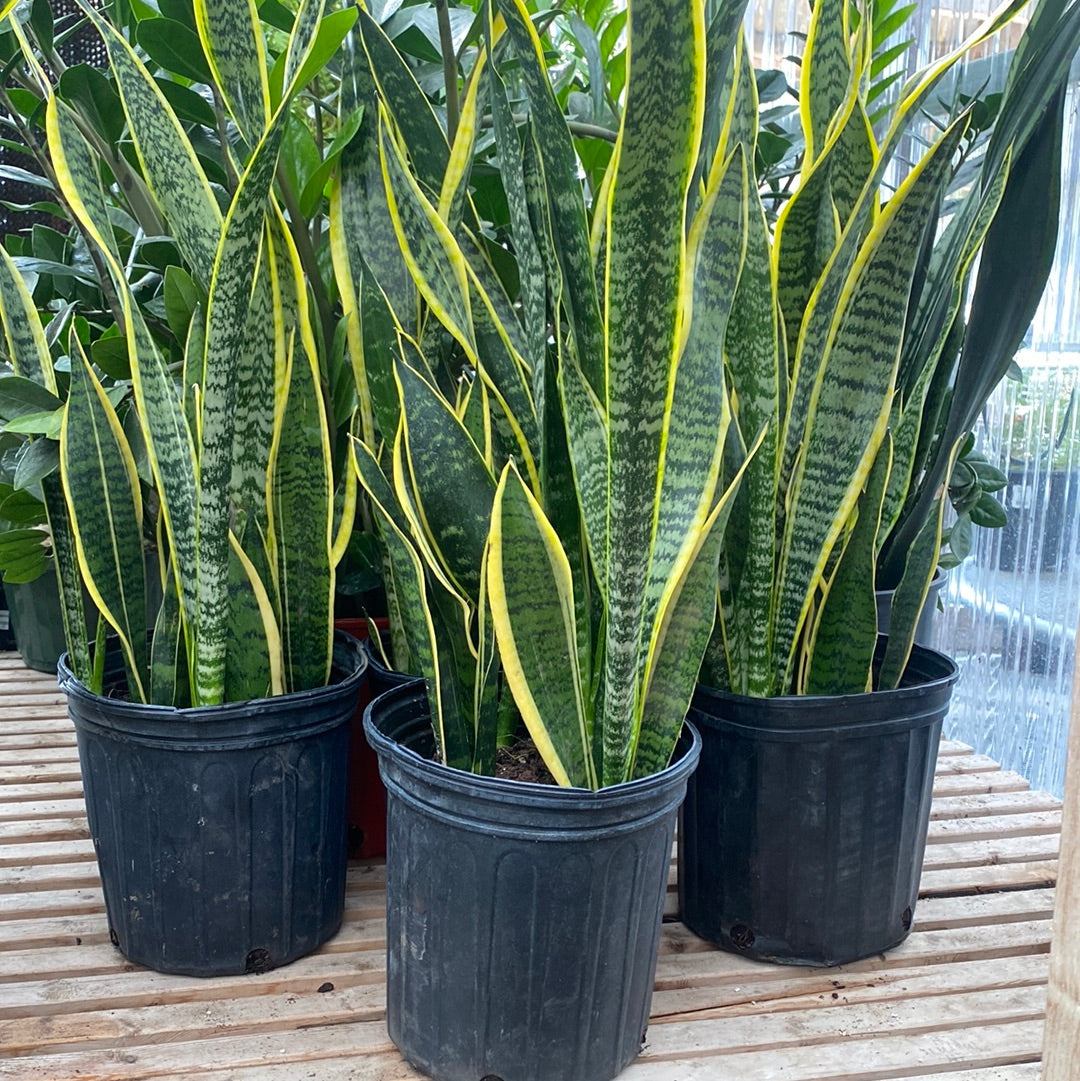 Sansevieria Laurentii 8&quot;