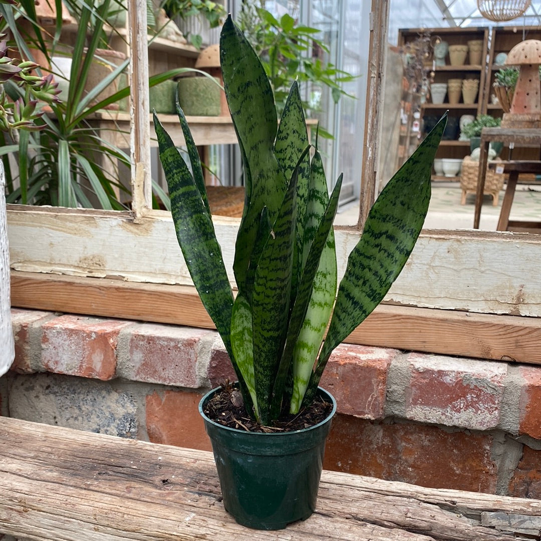 Sansevieria 4&quot;