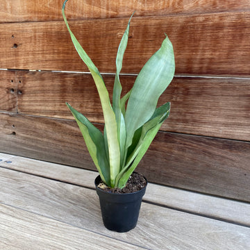 Sansevieria Moonshine 4"