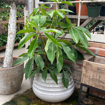 Schefflera Amate 8"