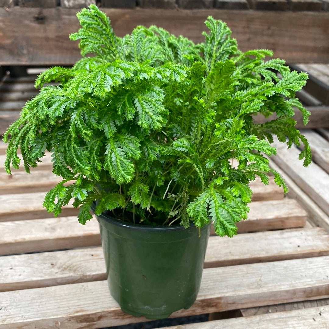 Selaginella Club Moss 4&quot;