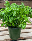 Selaginella Club Moss 4"