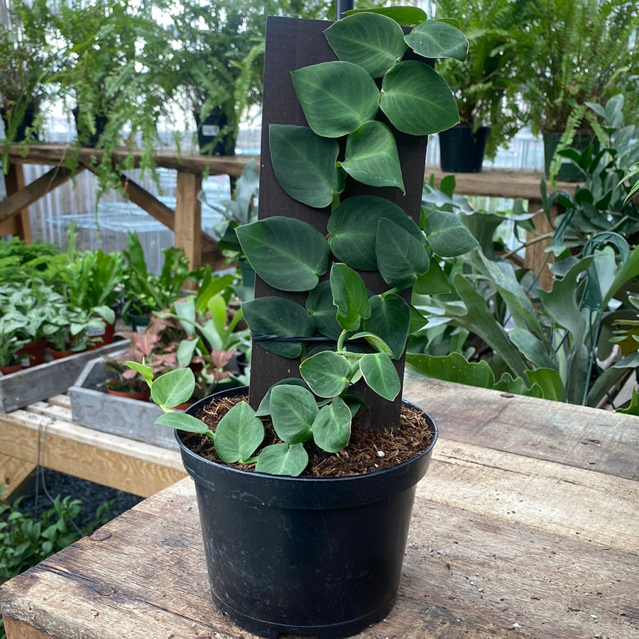 Shingle Plant 6"