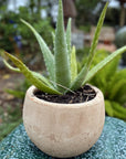 Small Cercle Planter Vietnamese Rustic