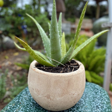 Small Cercle Planter Vietnamese Rustic