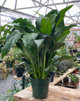 Spathiphyllum 6"