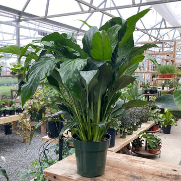 Spathiphyllum 6"