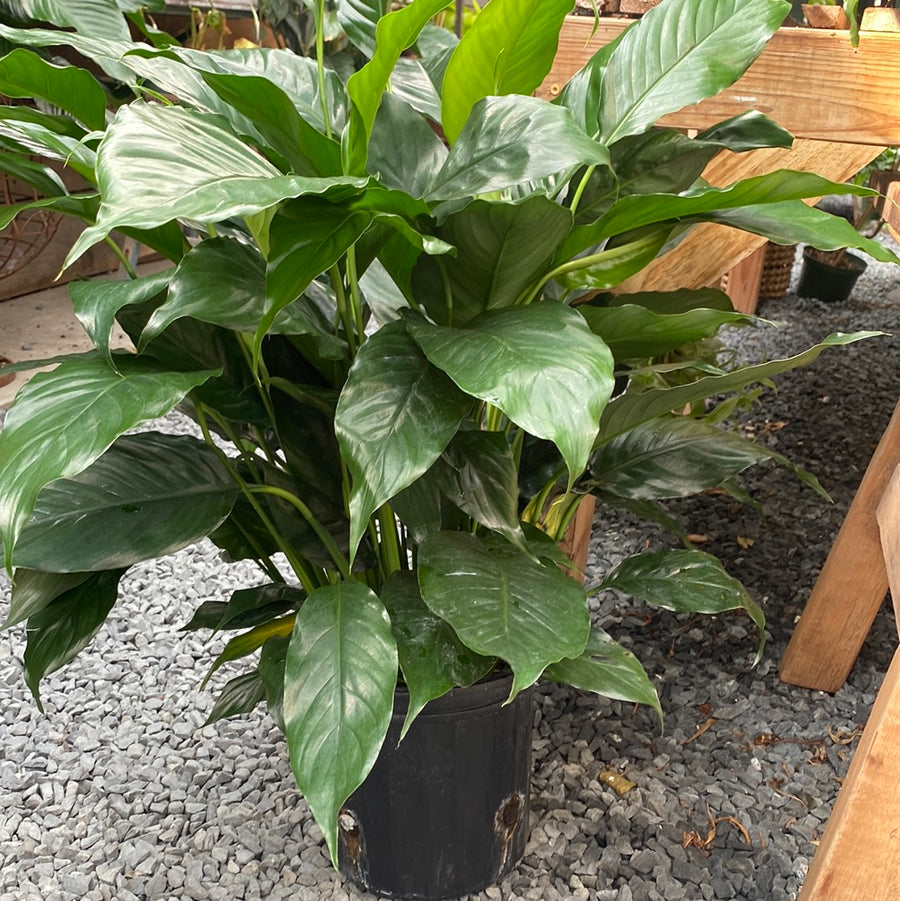 Spathiphyllum 8"