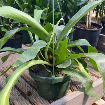 Fern - Staghorn Hanging Basket 6"