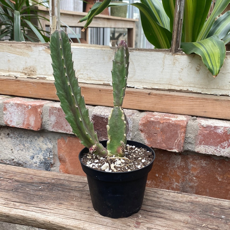 Stapelia Gigantea 4"