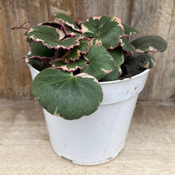 Strawberry Begonia 4"