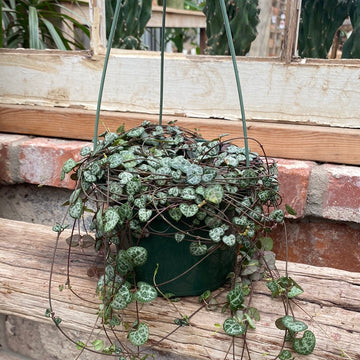 String of Hearts Hanging Basket 6"