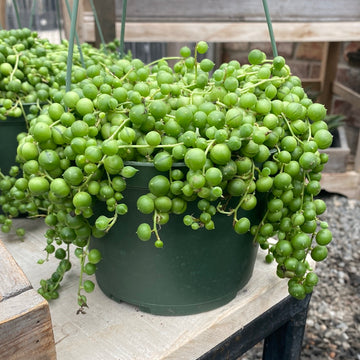 String of Pearls Hanging Basket 6"