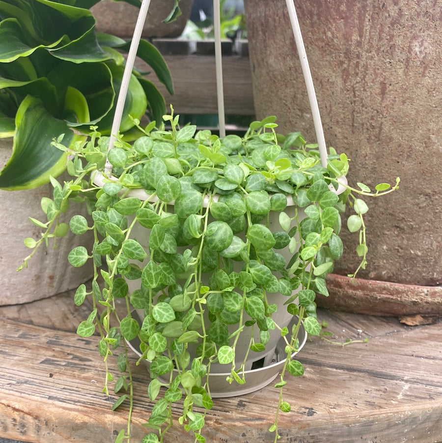 String of Turtles Hanging Basket 4"