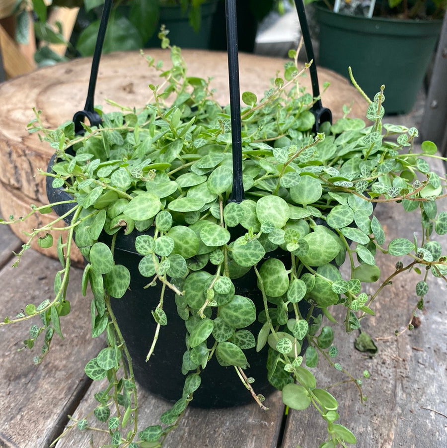 String of Turtles Hanging Basket 6"