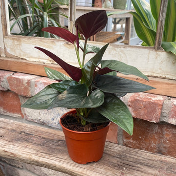 Syngonium Red Arrow 4"