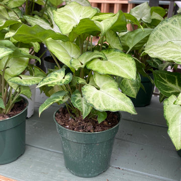 Syngonium White Butterfly 4"