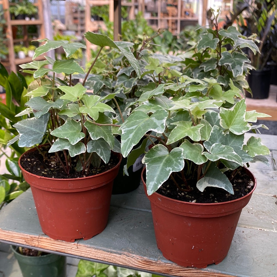 Variegated Hedera Ivy 4"